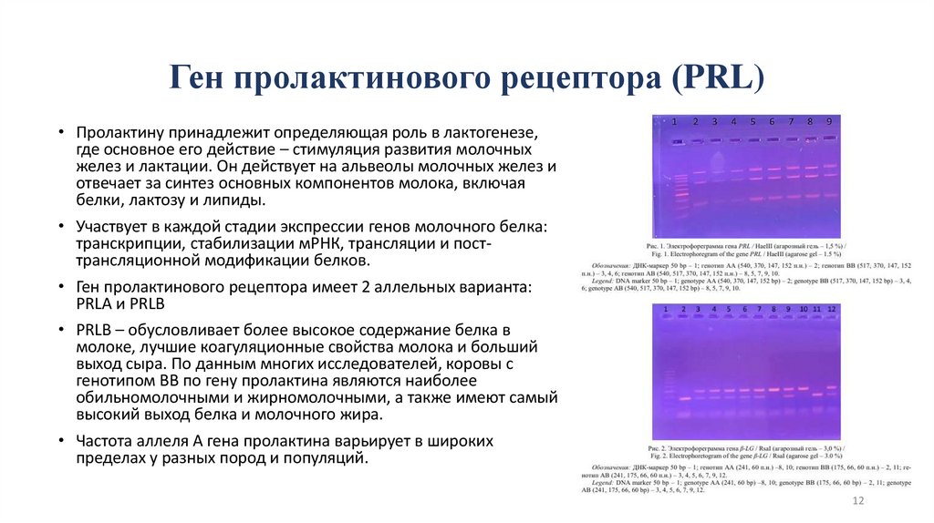 Ген пролактинового рецептора (PRL)