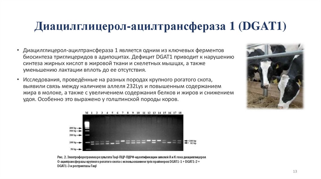 Диацилглицерол-ацилтрансфераза 1 (DGAT1)