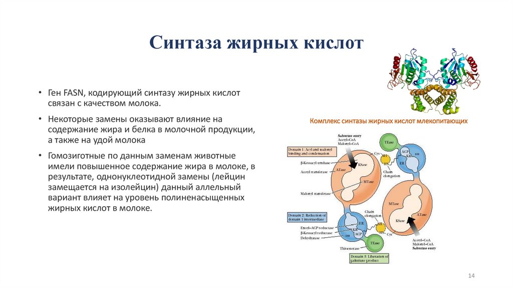 Синтаза жирных кислот