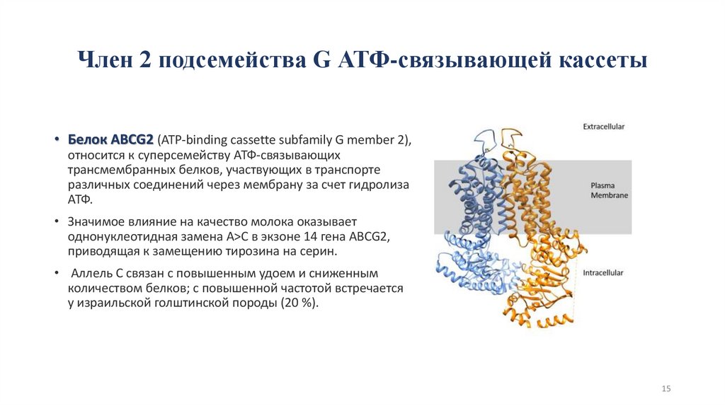 Член 2 подсемейства G АТФ-связывающей кассеты