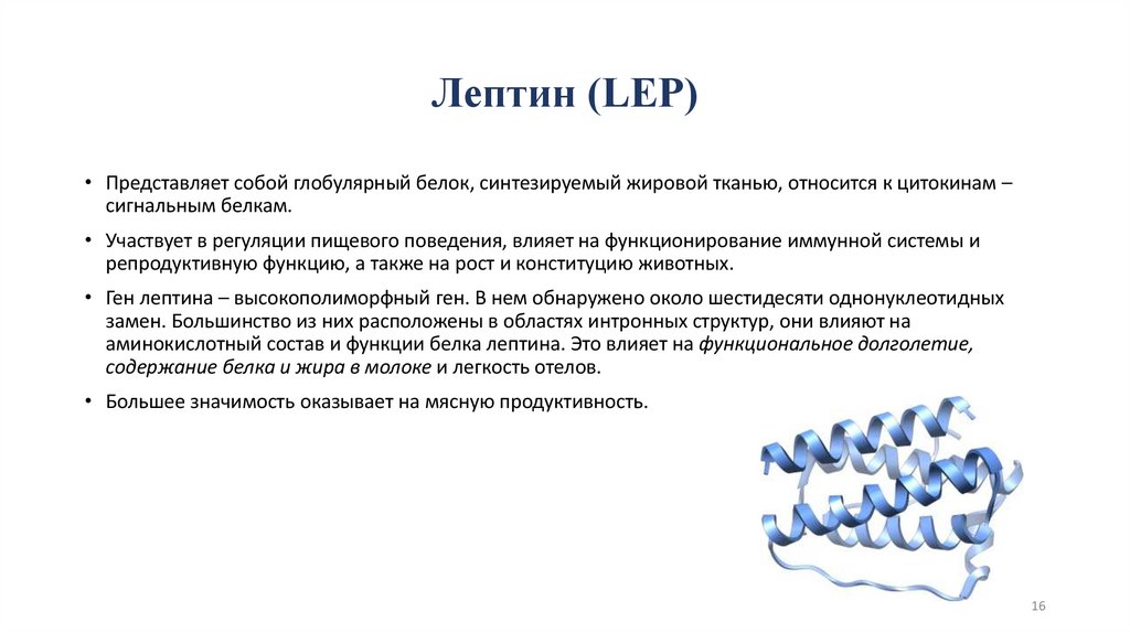 Лептин (LEP)