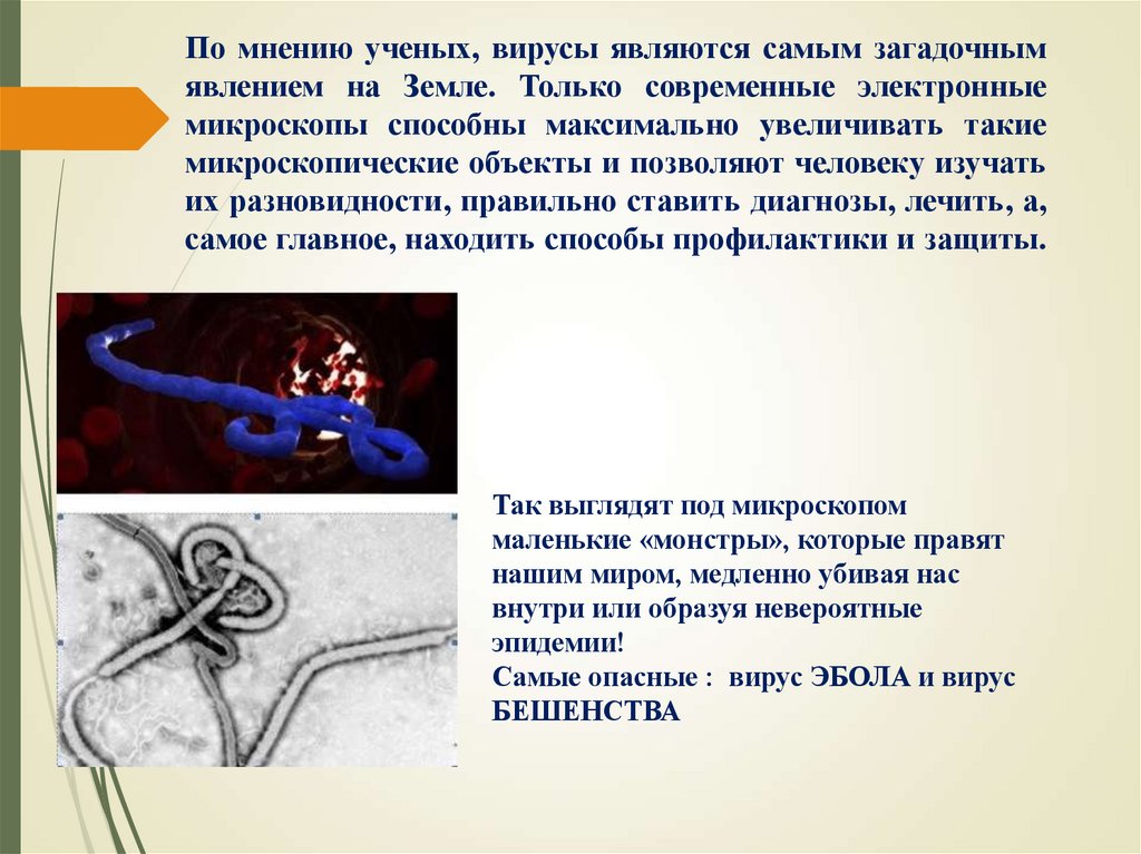 По мнению ученых, вирусы являются самым загадочным явлением на Земле. Только современные электронные микроскопы способны