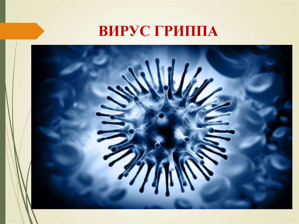 ВИРУС ГРИППА
