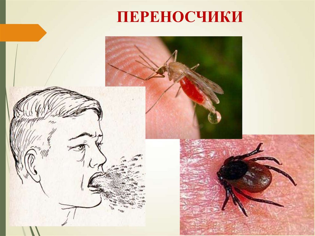 ПЕРЕНОСЧИКИ