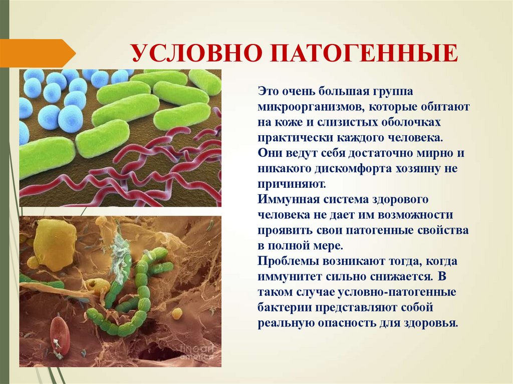 УСЛОВНО ПАТОГЕННЫЕ