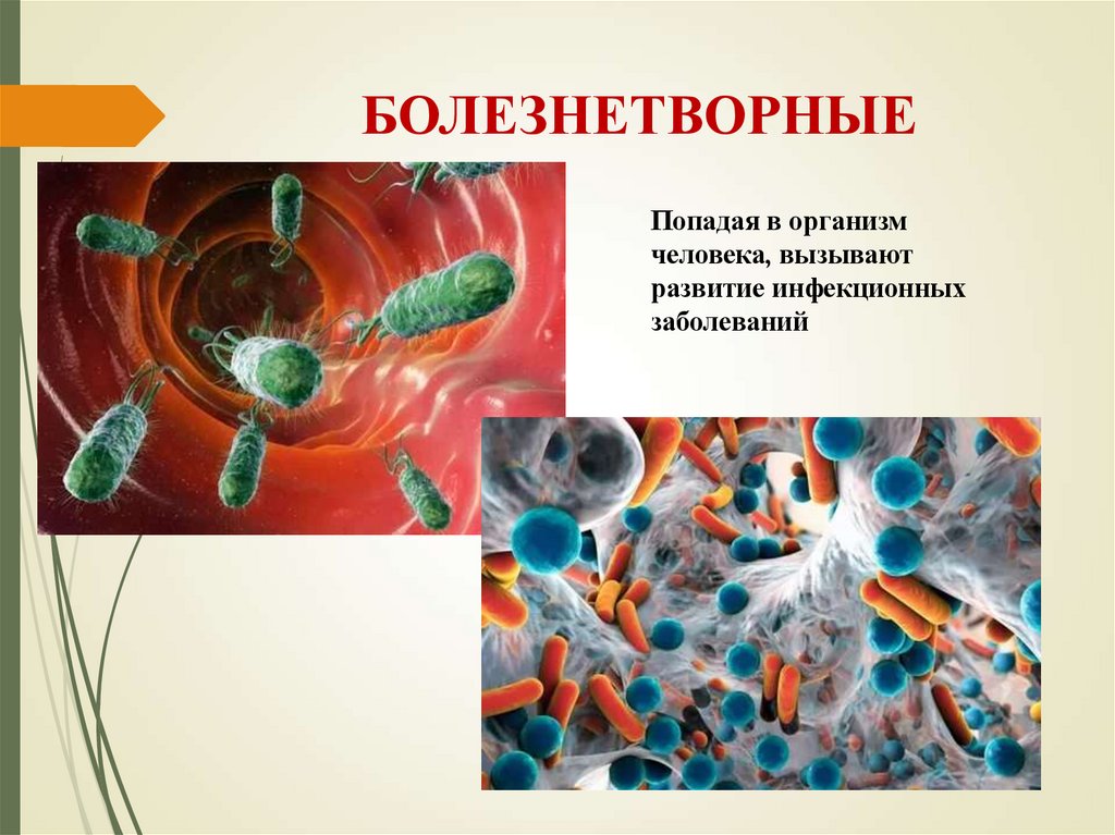 БОЛЕЗНЕТВОРНЫЕ