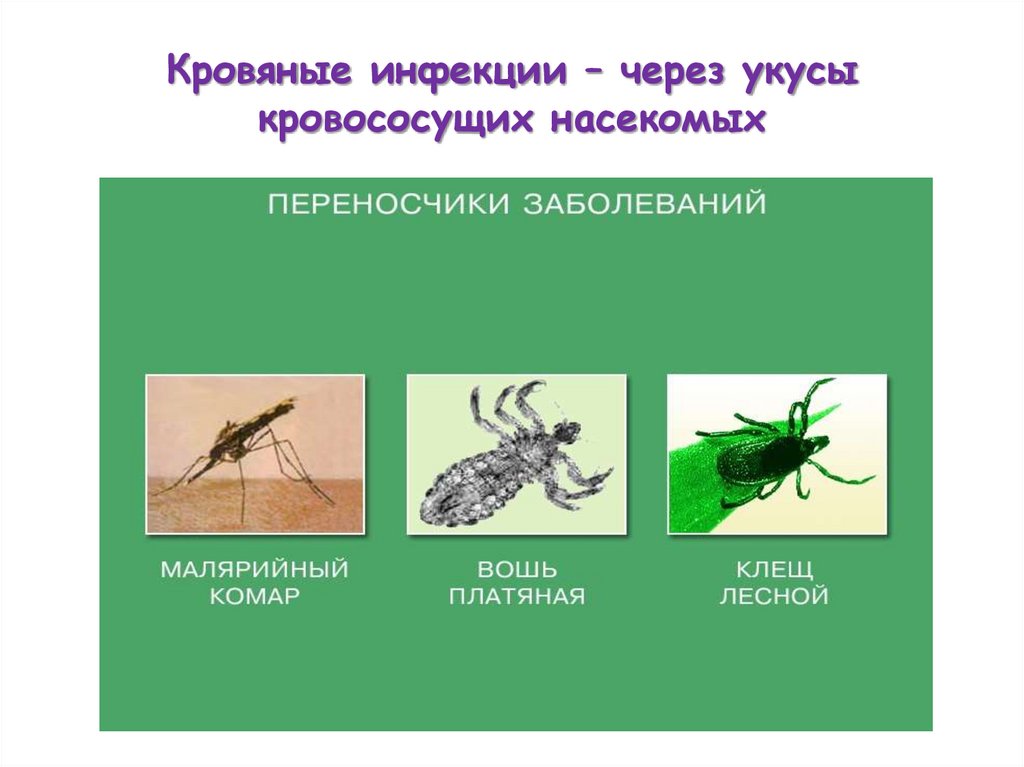Кровяные инфекции – через укусы кровососущих насекомых