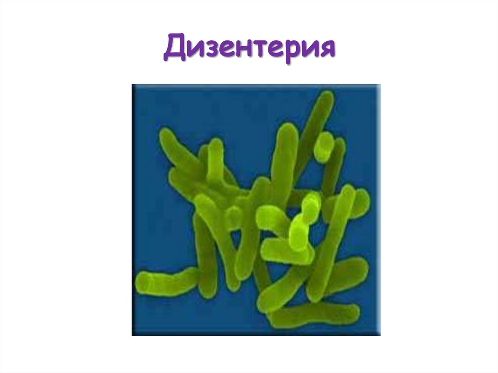Дизентерия
