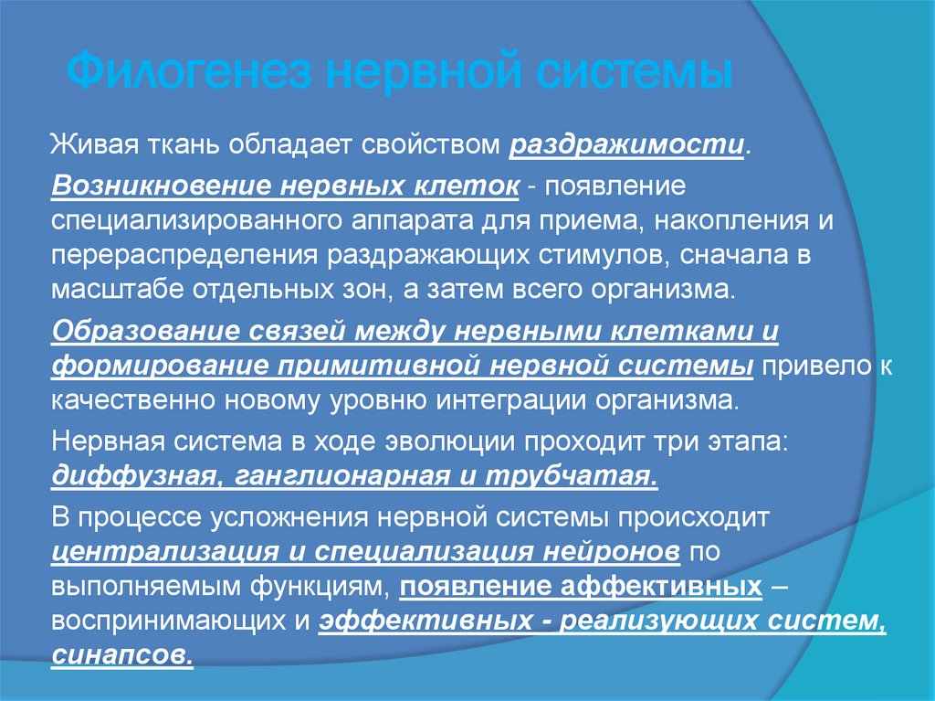 Филогенез нервной системы