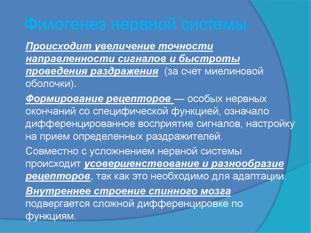 Филогенез нервной системы