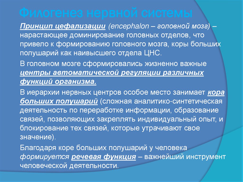 Филогенез нервной системы