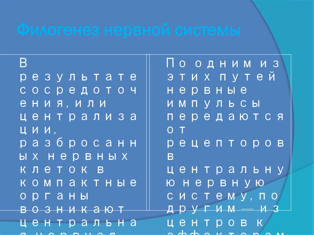 Филогенез нервной системы