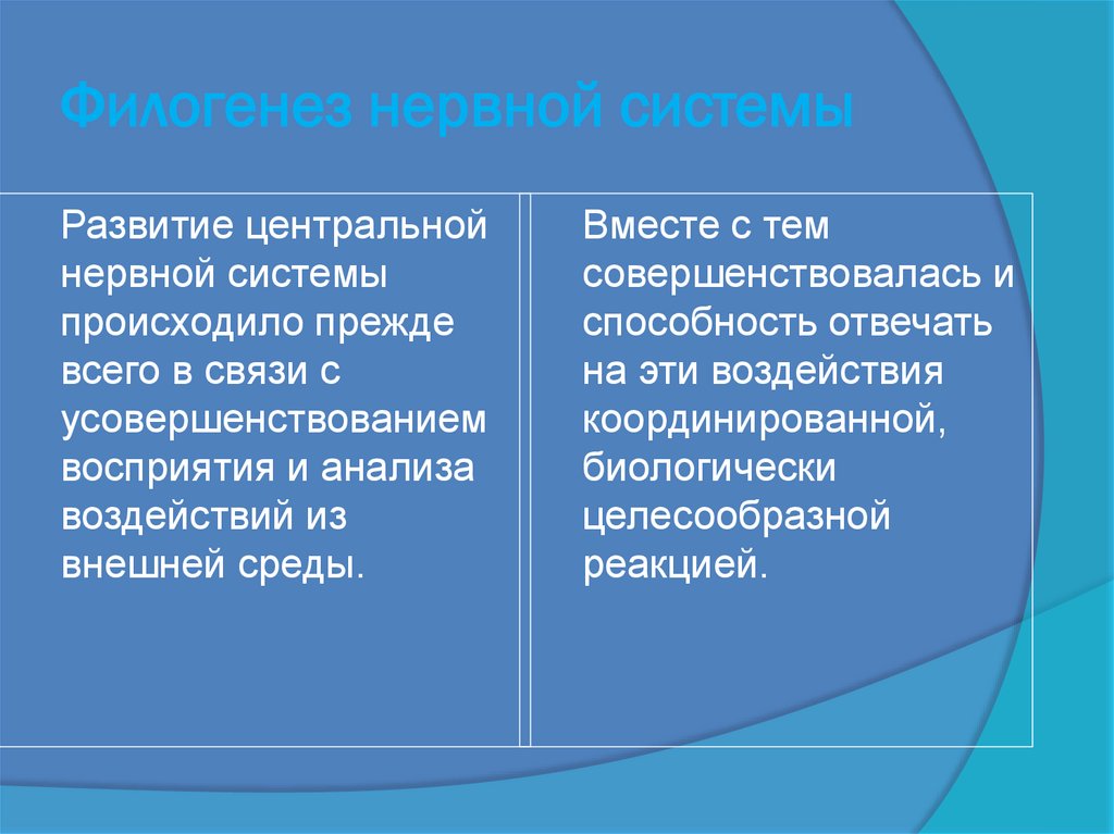 Филогенез нервной системы