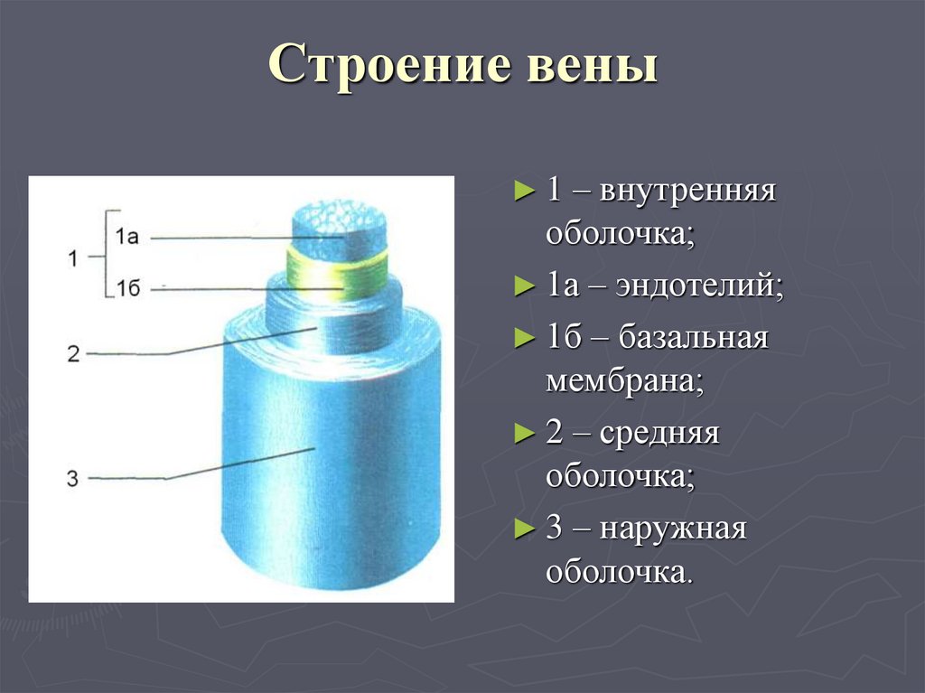 Строение вены