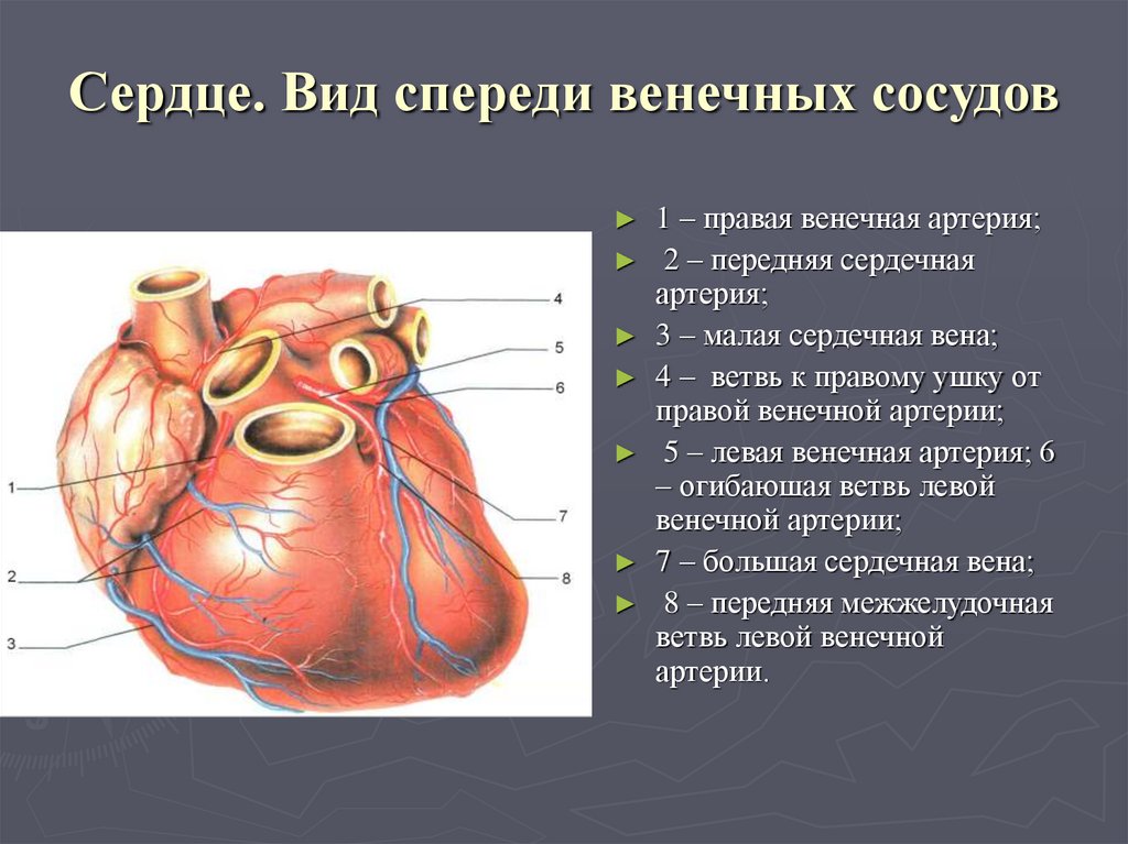 Сердце. Вид спереди венечных сосудов