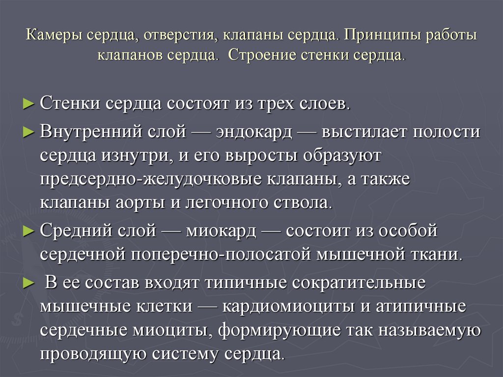 Камеры сердца, отверстия, клапаны сердца. Принципы работы клапанов сердца. Строение стенки сердца.
