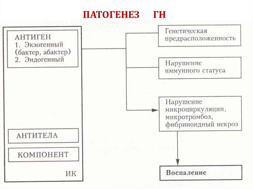 ПАТОГЕНЕЗ ГН