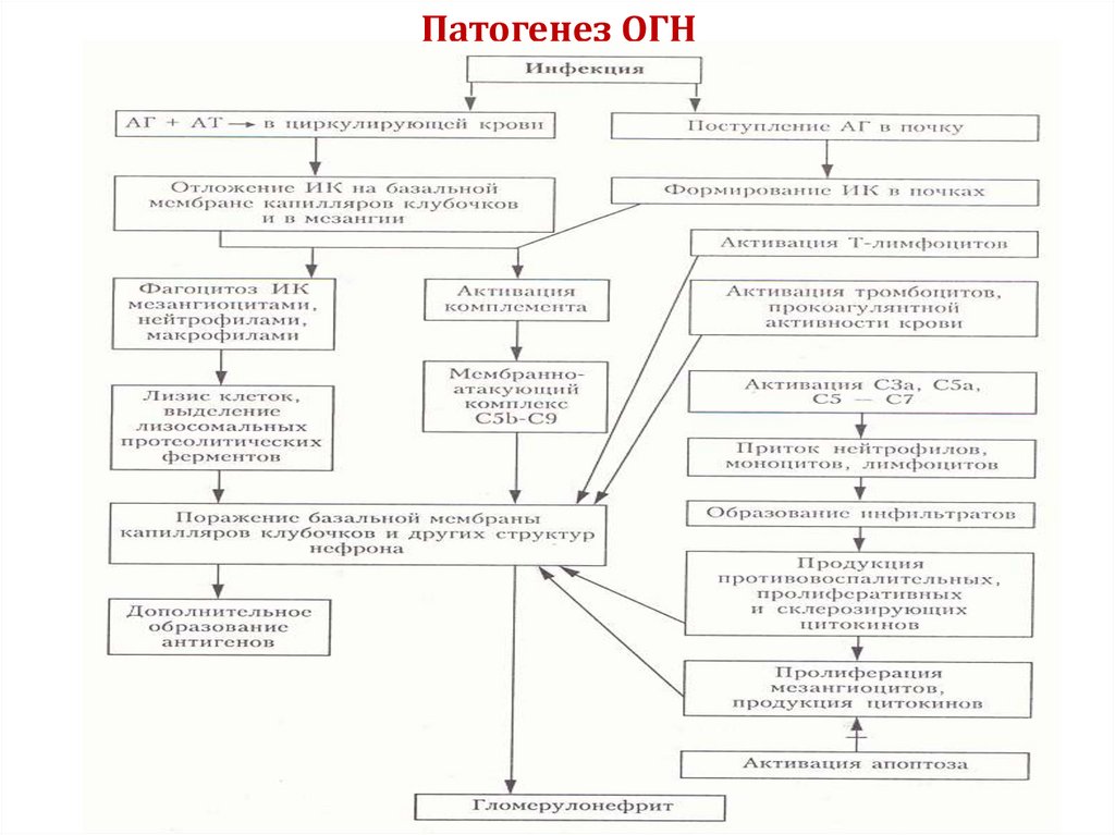 Патогенез ОГН