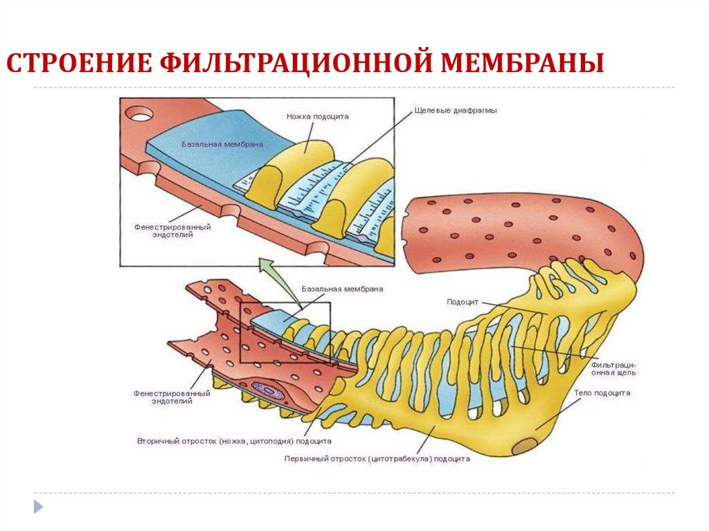 СТРОЕНИЕ ФИЛЬТРАЦИОННОЙ МЕМБРАНЫ