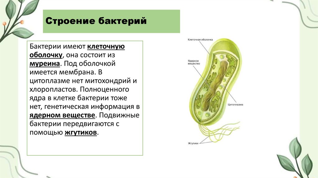 Строение бактерий
