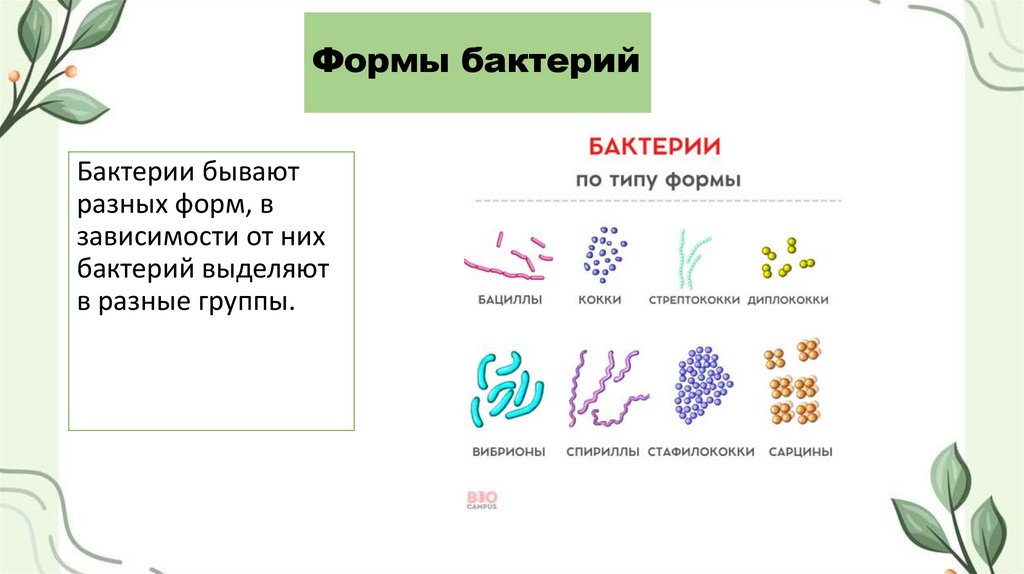Формы бактерий