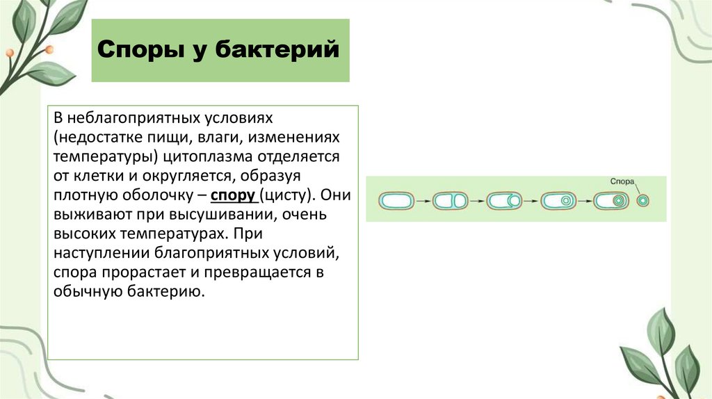 Споры у бактерий