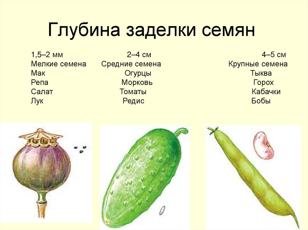 Глубина заделки семян