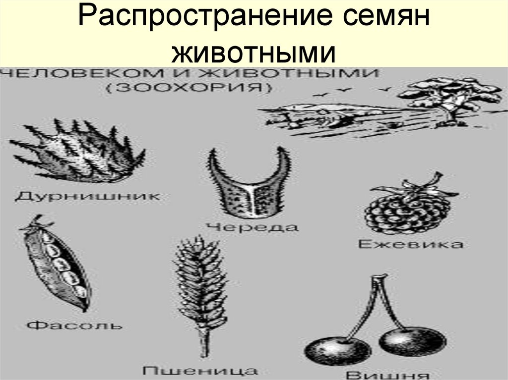 Распространение семян животными