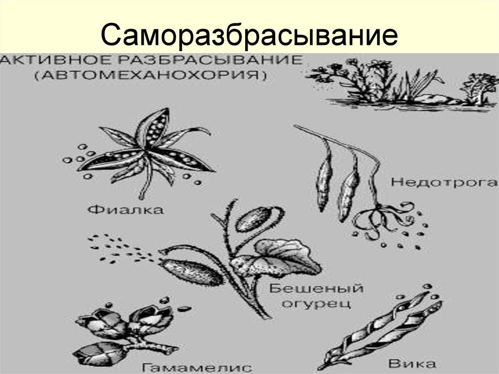 Саморазбрасывание