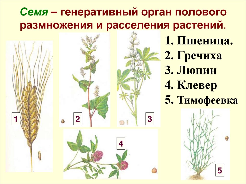 Семя – генеративный орган полового размножения и расселения растений.