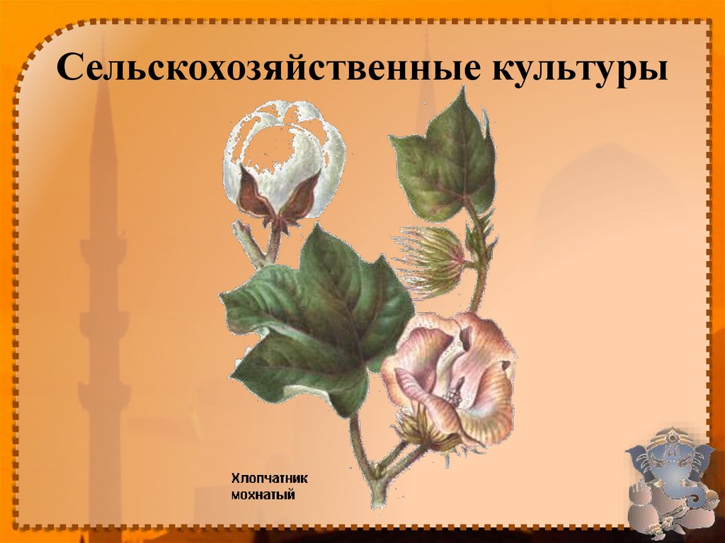 Сельскохозяйственные культуры