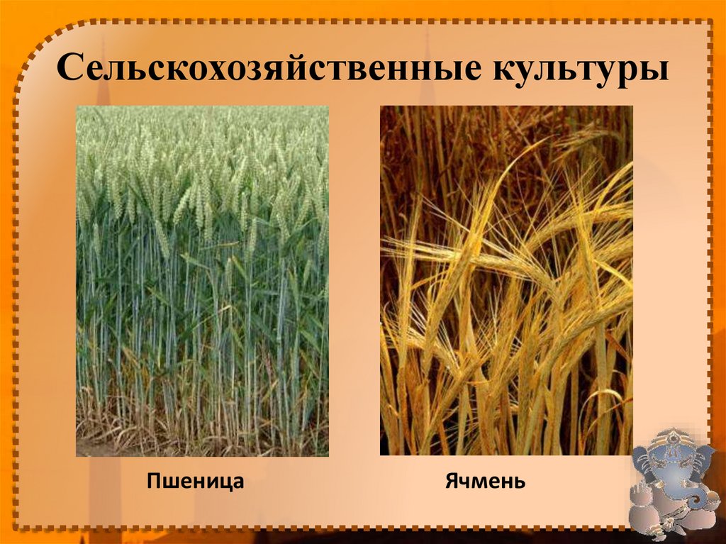 Сельскохозяйственные культуры