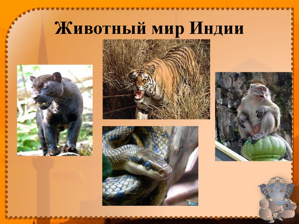 Животный мир Индии