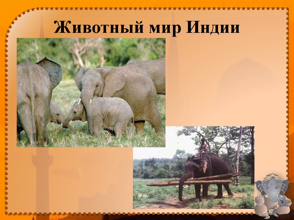 Животный мир Индии