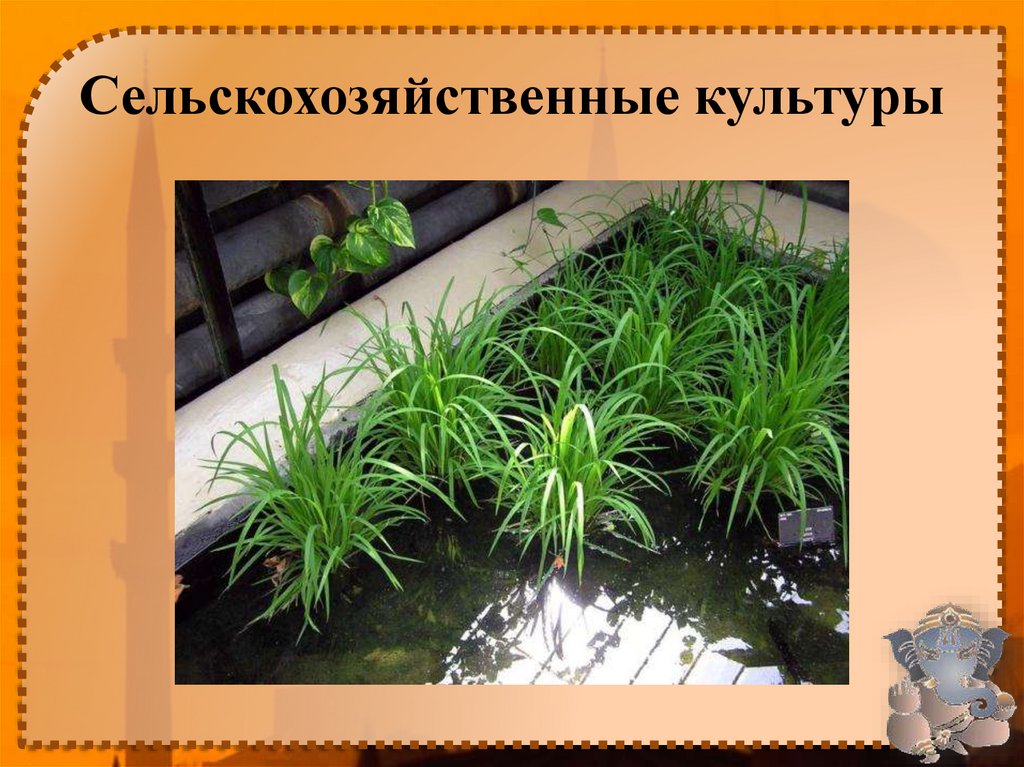 Сельскохозяйственные культуры