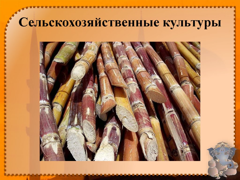 Сельскохозяйственные культуры