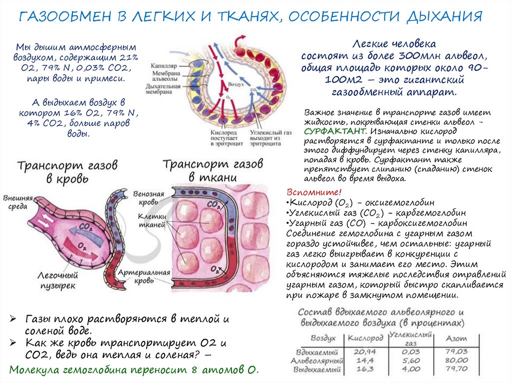 ГАЗООБМЕН В ЛЕГКИХ И ТКАНЯХ, ОСОБЕННОСТИ ДЫХАНИЯ