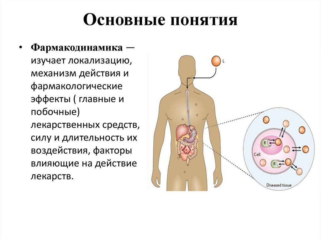 Основные понятия
