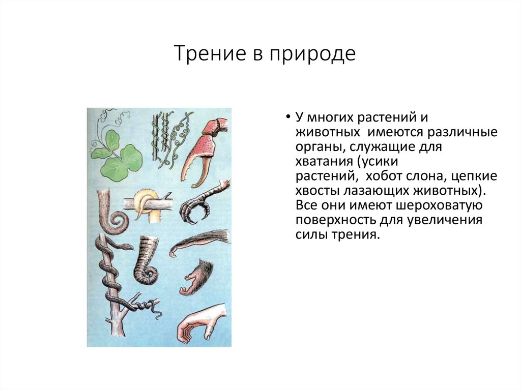 Трение в природе