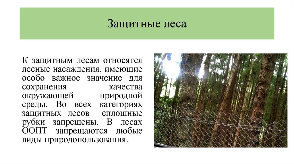 Защитные леса