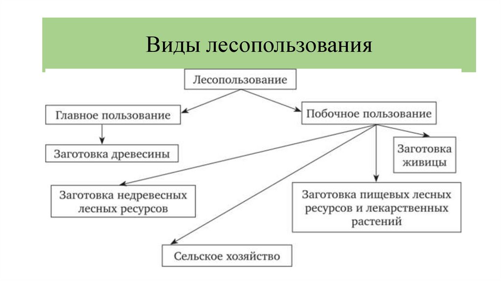 Виды лесопользования