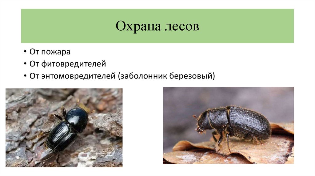 Охрана лесов