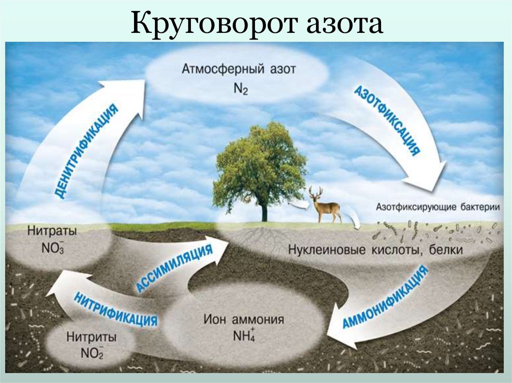 Круговорот азота