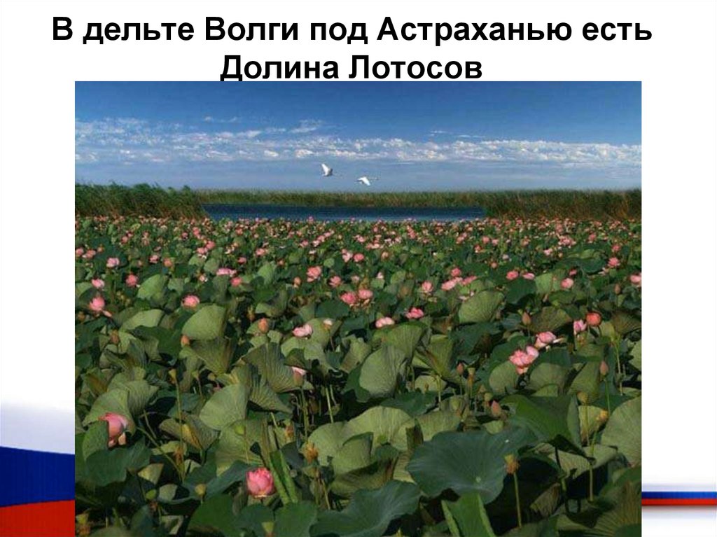 В дельте Волги под Астраханью есть Долина Лотосов