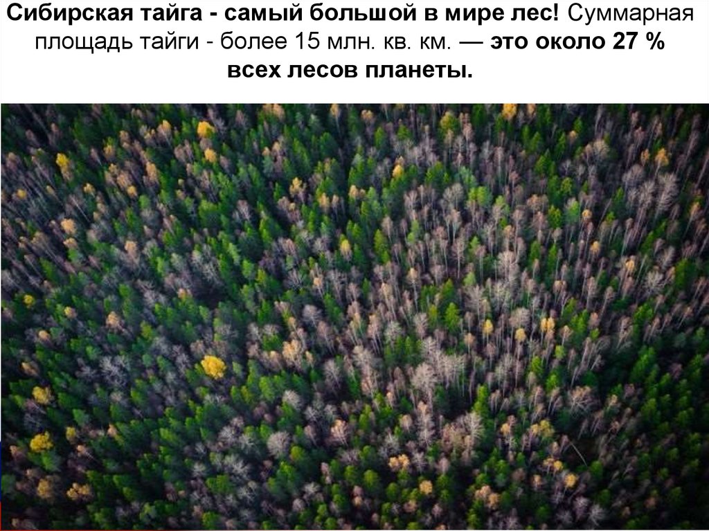Сибирская тайга - самый большой в мире лес! Суммарная площадь тайги - более 15 млн. кв. км. — это около 27 % всех лесов