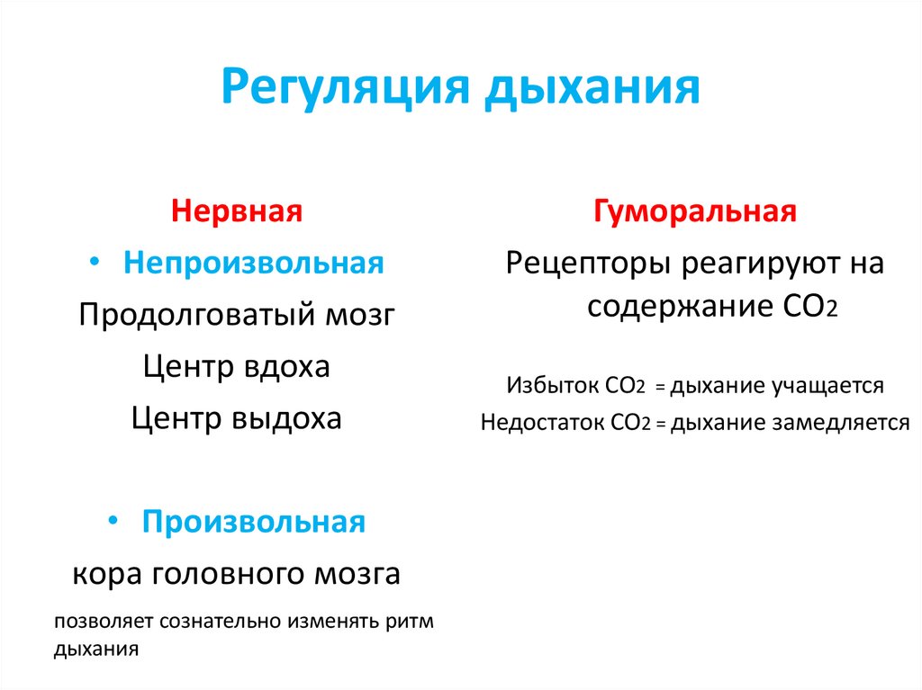 Регуляция дыхания