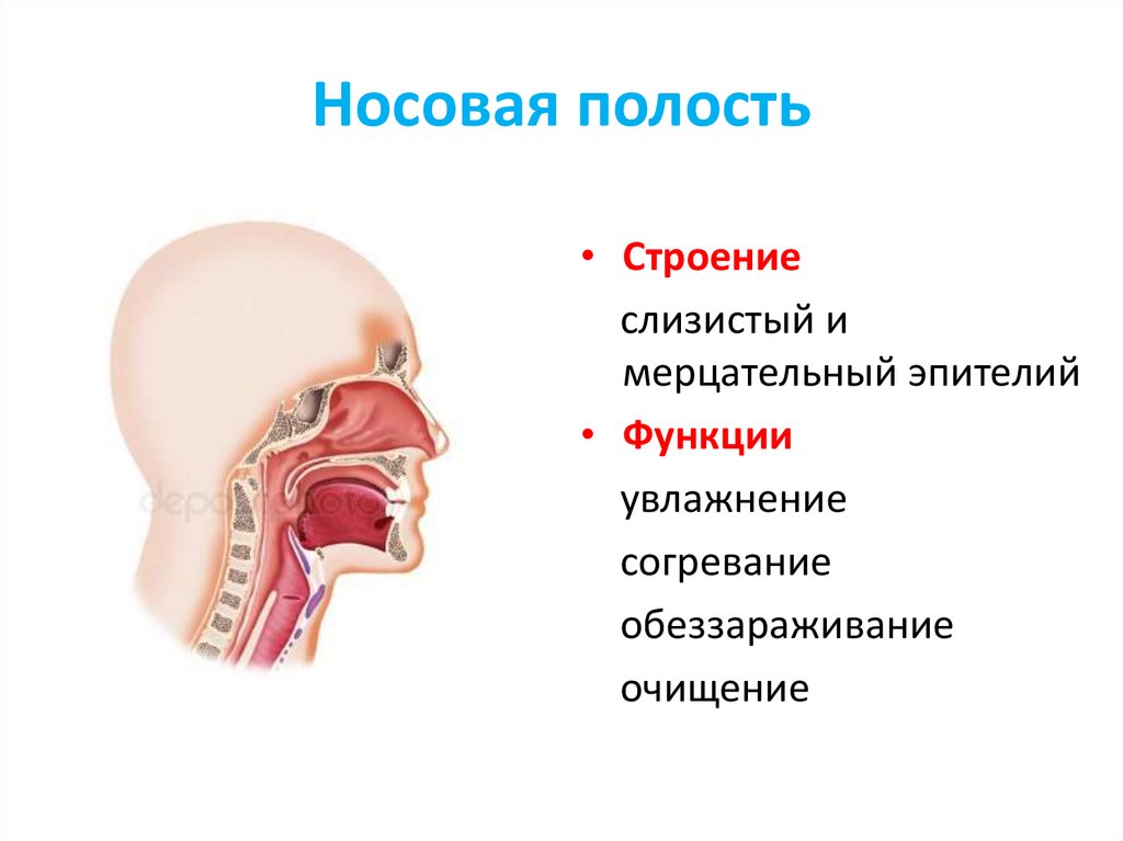 Носовая полость