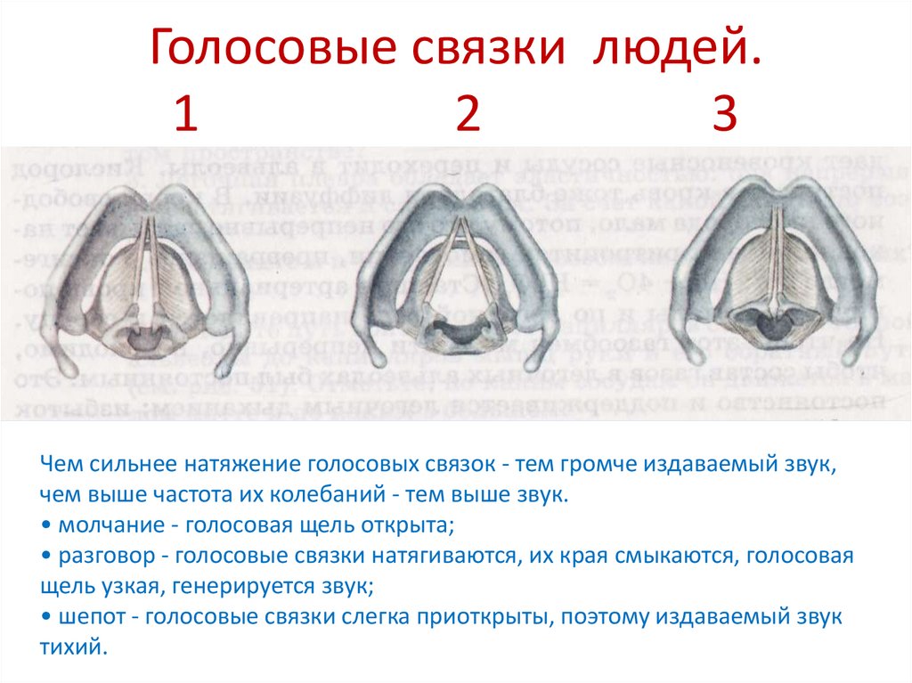 Голосовые связки людей. 1 2 3