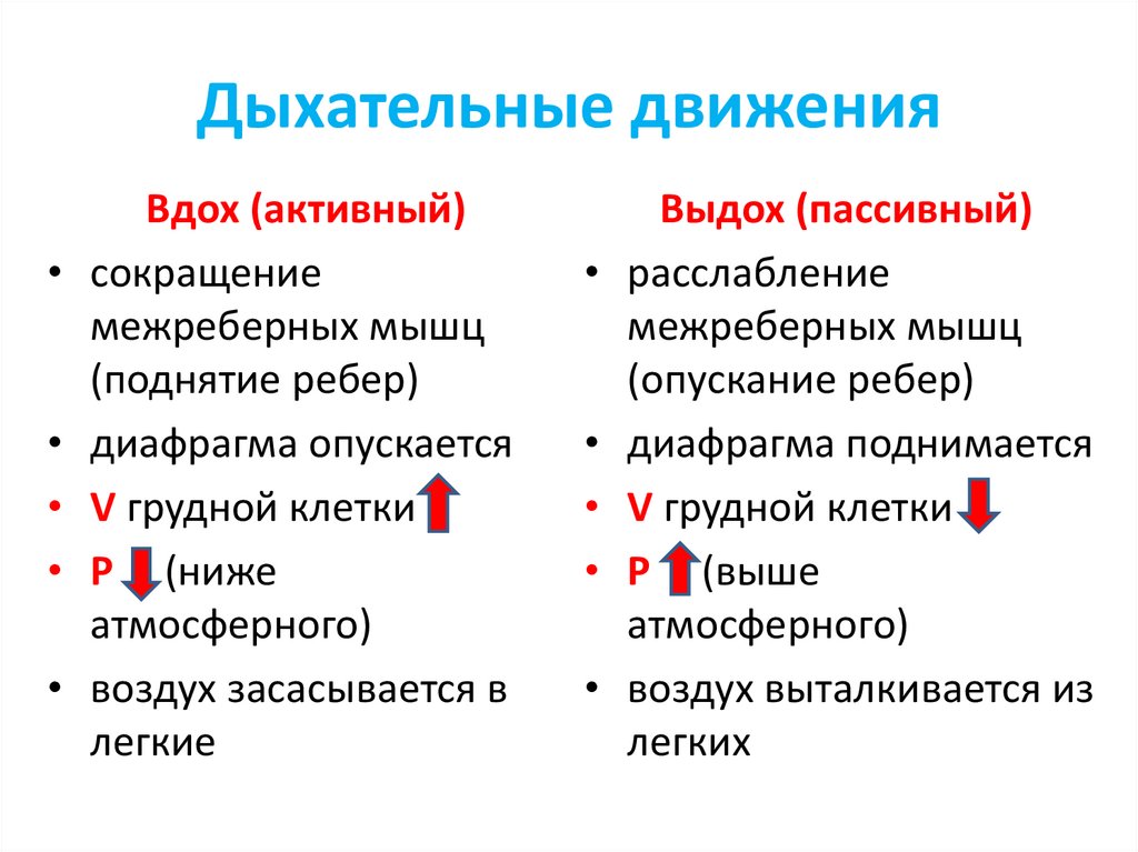 Дыхательные движения