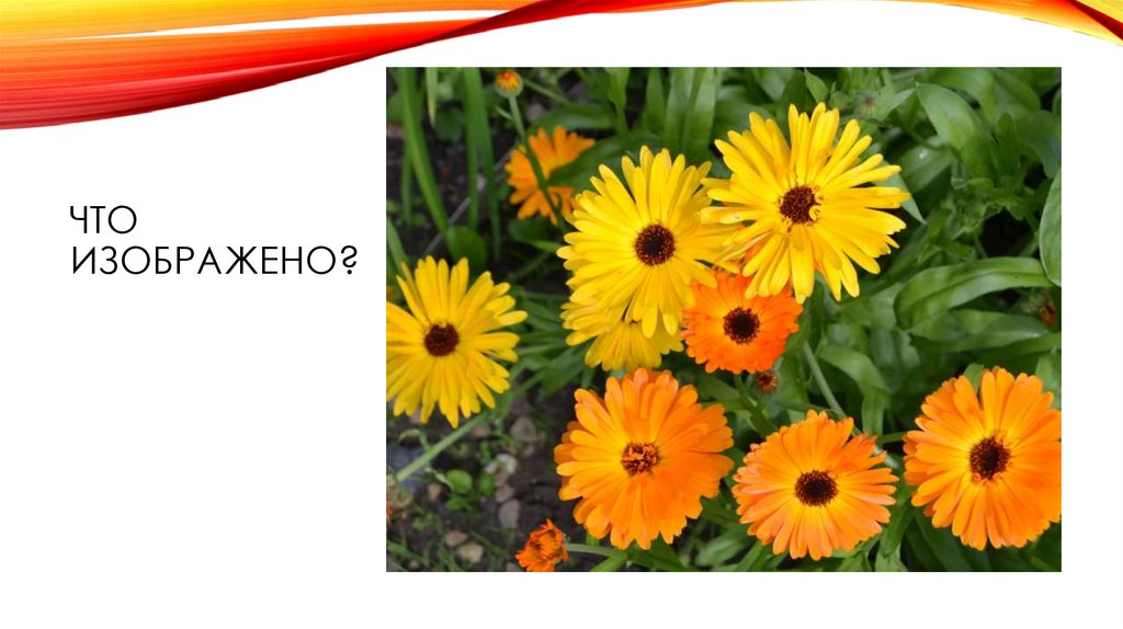 Что изображено?